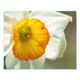 Daffodil Fototryck