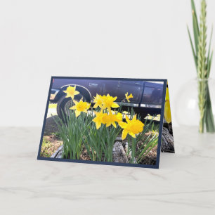 Daffodil från mitt gamla hälsningskort i lastbil, kort