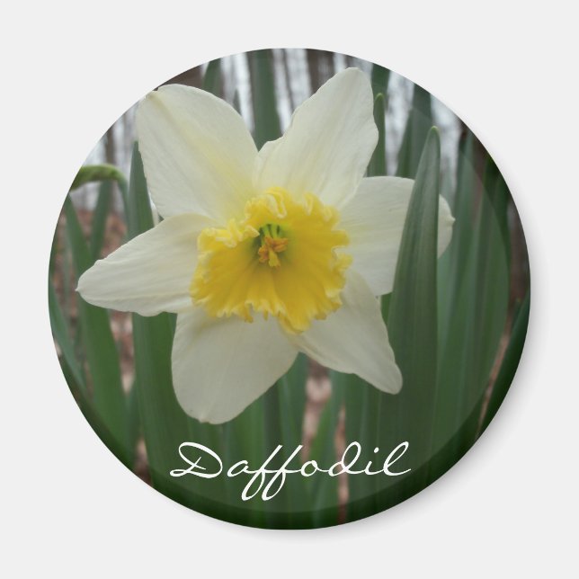 Daffodil Fridge Magnet (Framsidan)
