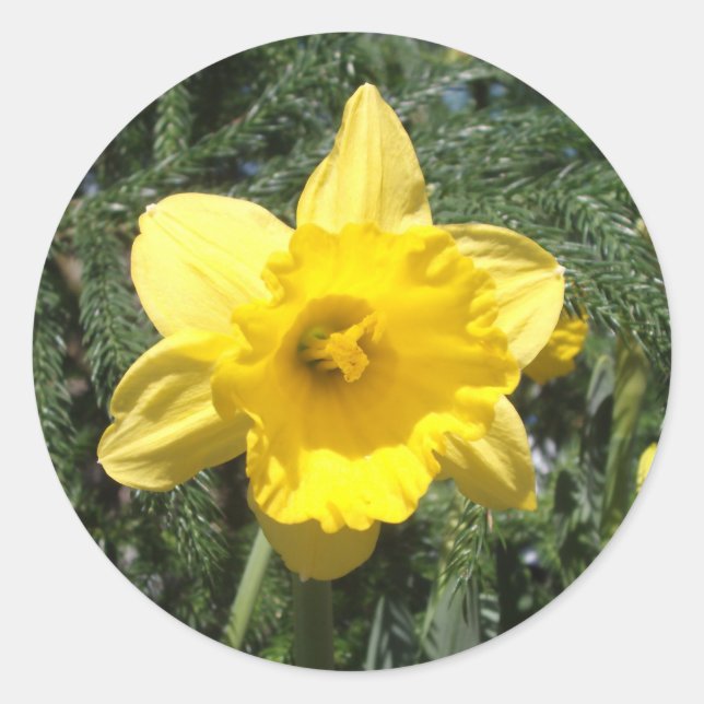 Daffodil Gult Sticker Runt Klistermärke (Framsida)