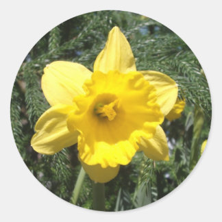 Daffodil Gult Sticker Runt Klistermärke