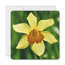 Daffodil Hälsning Card