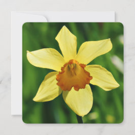 Daffodil Hälsning Card Kort