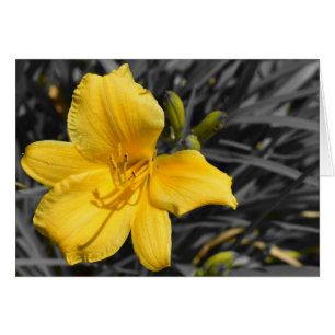 Daffodil Hälsningskort