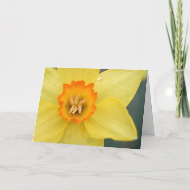 Daffodil-hälsningskort Kort (Framsida)