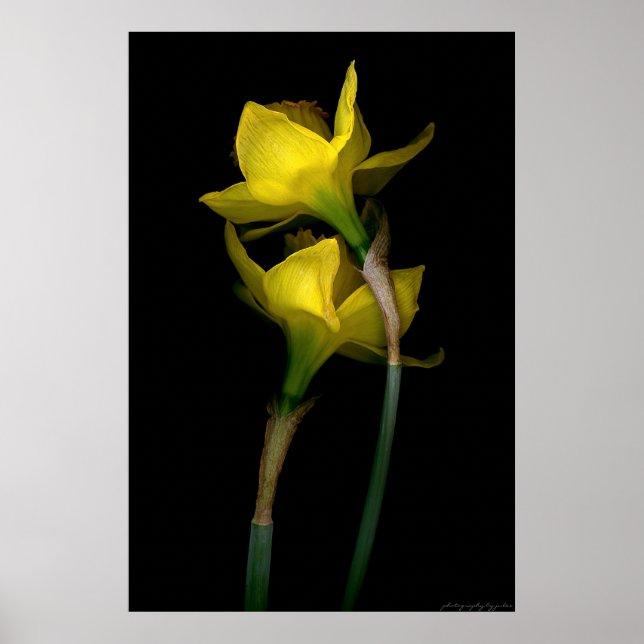 Daffodil I Poster (Framsidan)