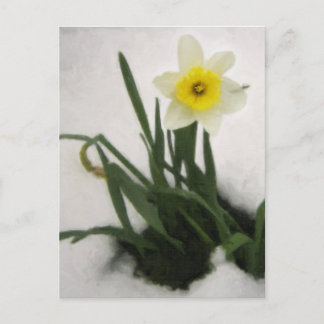 Daffodil i Snö Vykort