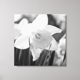 Daffodil i svartvitt canvastryck