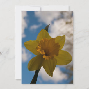 Daffodil i vår
