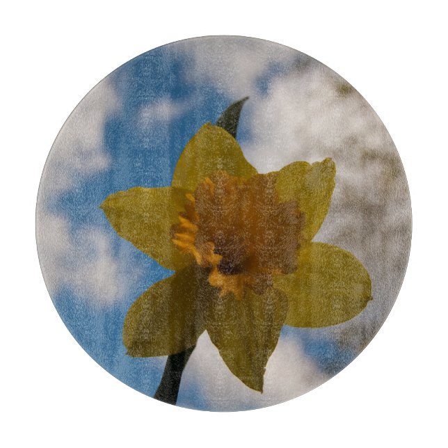 Daffodil i vår (Framsidan)