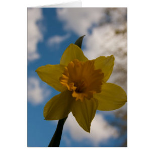 Daffodil i vår hälsningskort