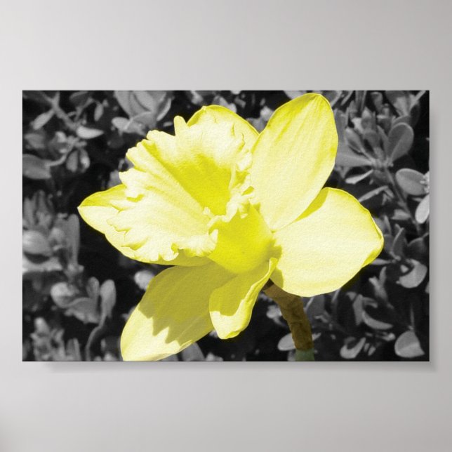 Daffodil in Bloom Poster (Framsidan)