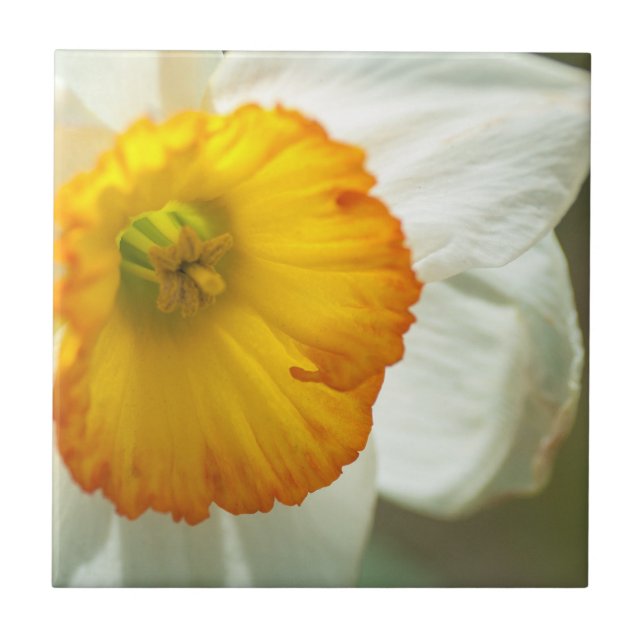 Daffodil Kakelplatta (Framsidan)