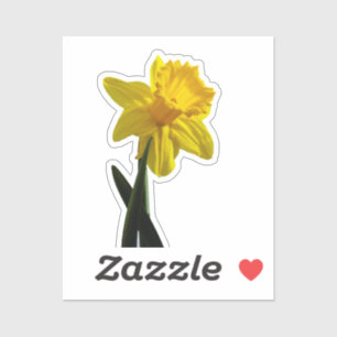 Daffodil Klistermärken
