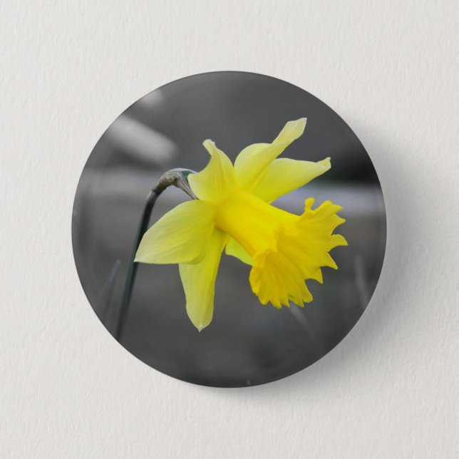 Daffodil Knapp (Framsida)