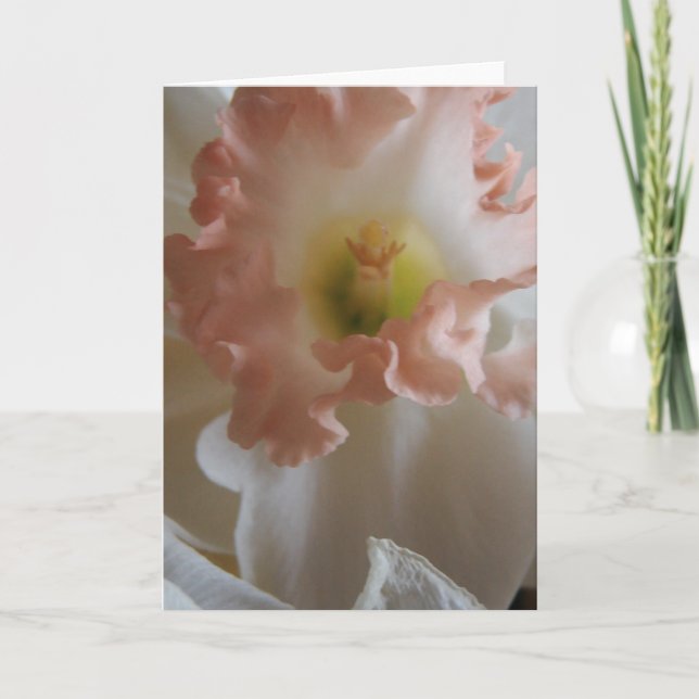 Daffodil Kort (Framsida)