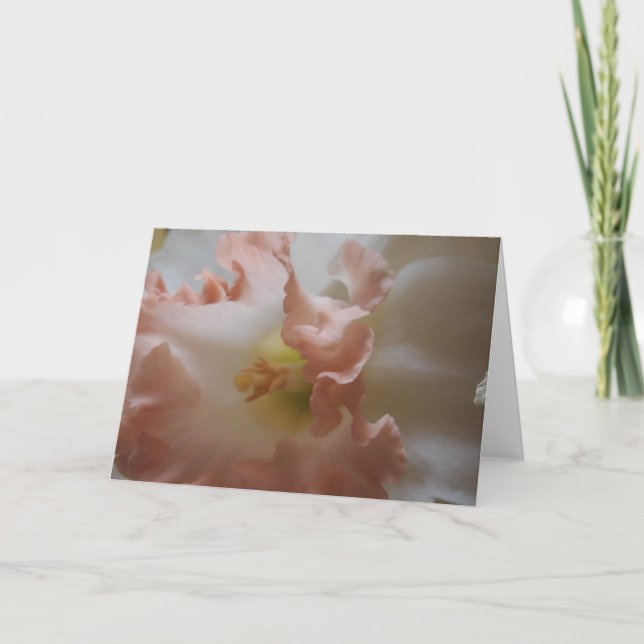 Daffodil Kort (Framsida)