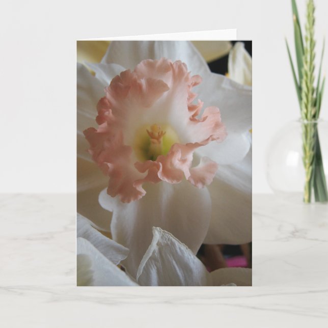 Daffodil Kort (Framsida)