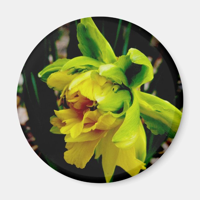 Daffodil Magnet (Framsidan)