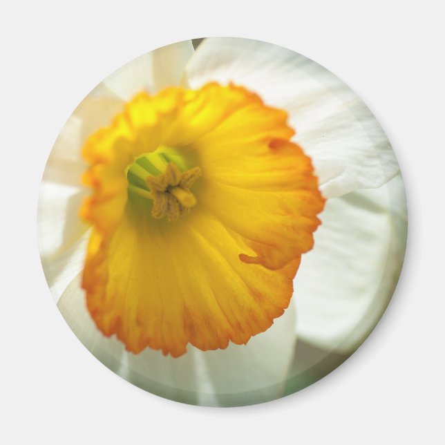 Daffodil Magnet (Framsidan)