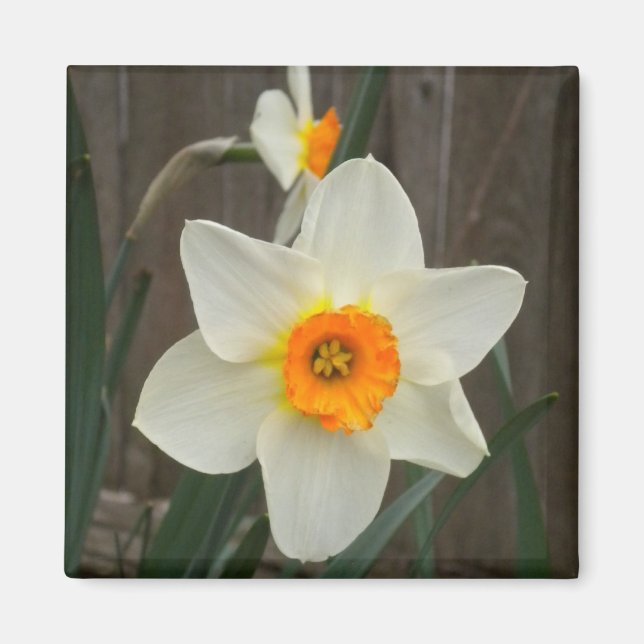 Daffodil magnet (Framsidan)
