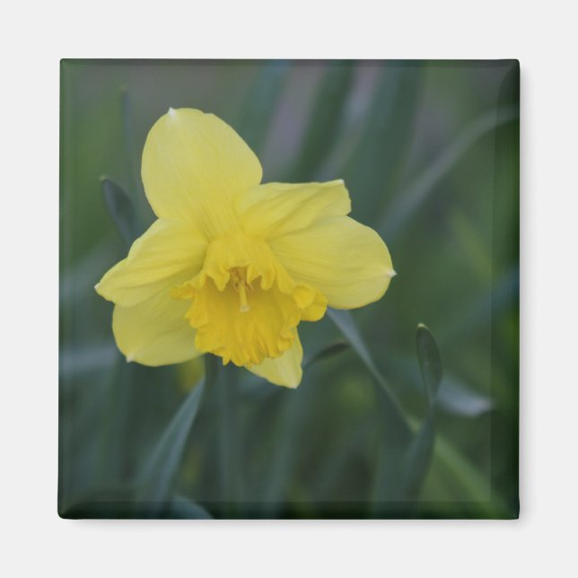 Daffodil Magnet (Framsidan)