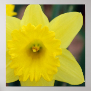 Daffodil nära poster
