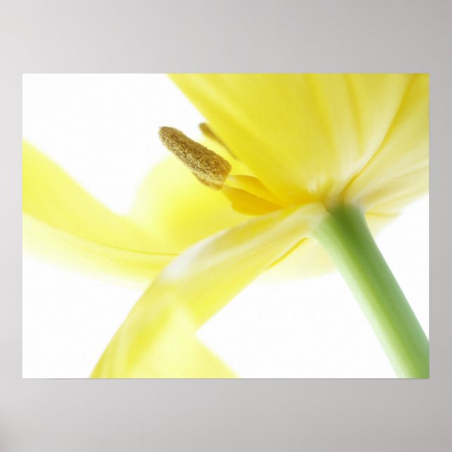 Daffodil/Narcissus Poster (Framsidan)