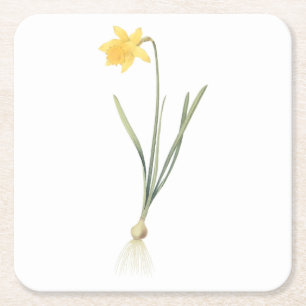 daffodil(Narcissus pseudo-narcissus) från Redouté Underlägg Papper Kvadrat