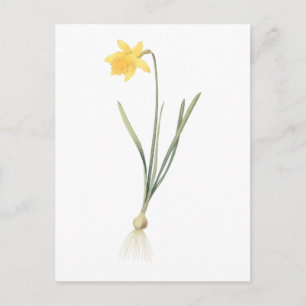 daffodil(Narcissus pseudo-narcissus) från Redouté Vykort
