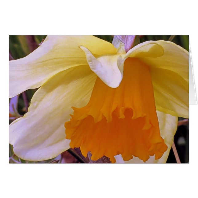 Daffodil OBS Kort (Framsidan Horizontal)