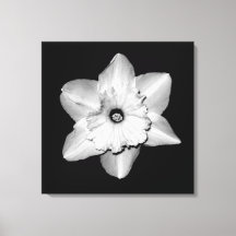 'Daffodil Portrait' Lindad Canvastryck