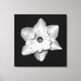 'Daffodil Portrait' Lindad Canvastryck
