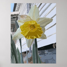 Daffodil Porträtt Poster
