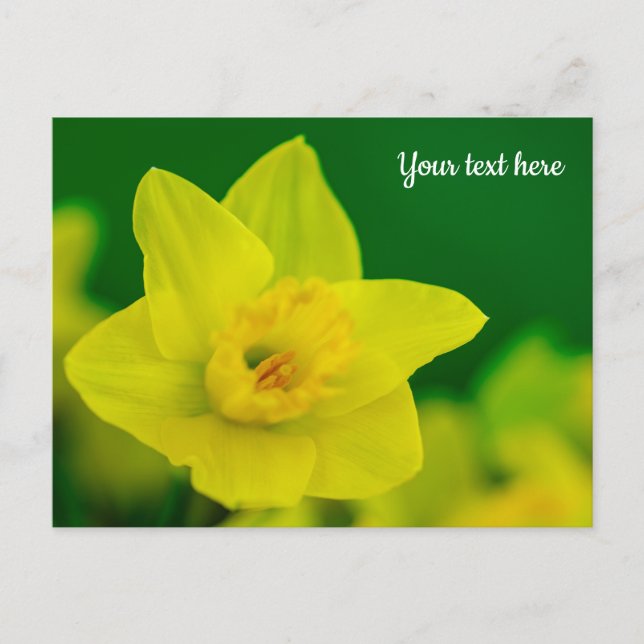 Daffodil Postcard Vykort (Framsida)