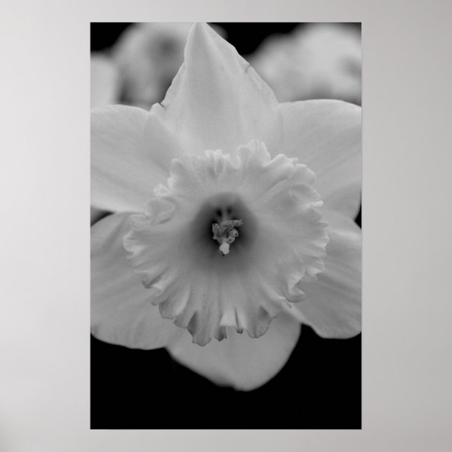 Daffodil Poster (Framsidan)