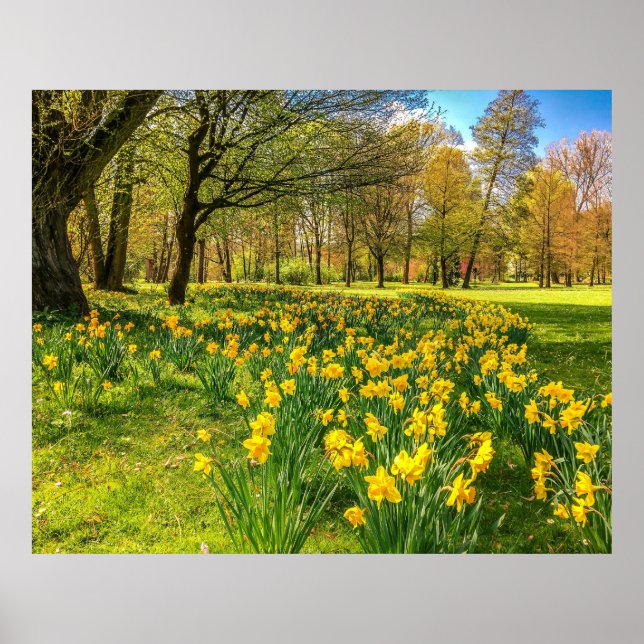 DAFFODIL POSTER (Framsidan)