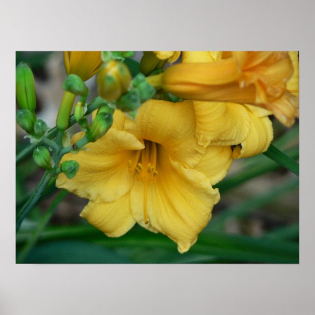 Daffodil Poster (Framsidan)