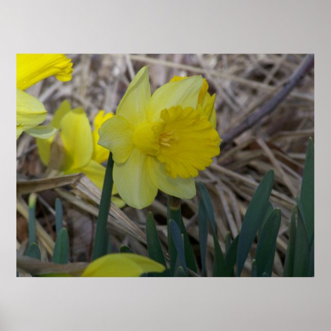 Daffodil Poster (Framsidan)