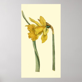 Daffodil Poster