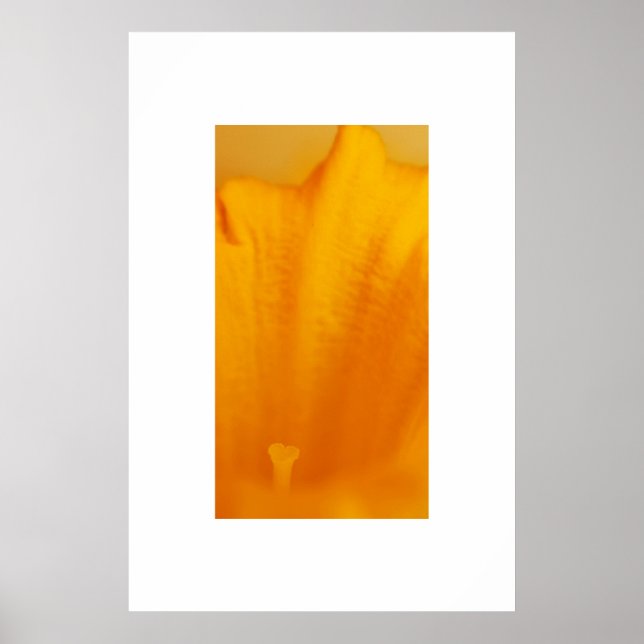 Daffodil Poster (Framsidan)