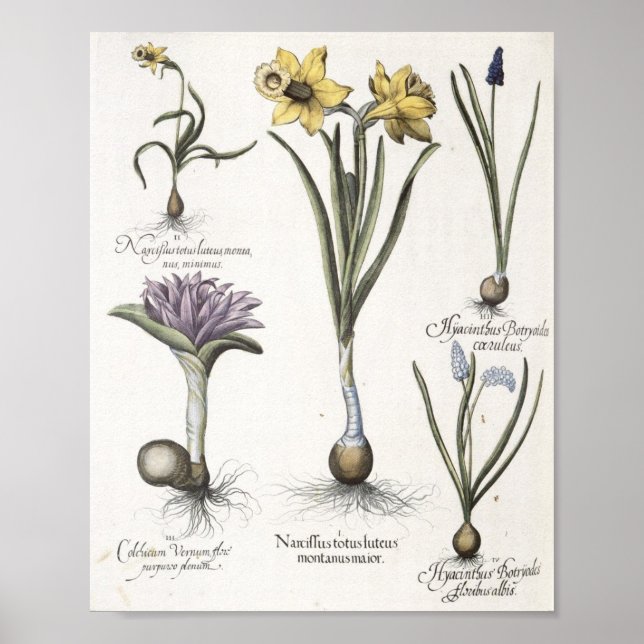 Daffodil Poster (Framsidan)