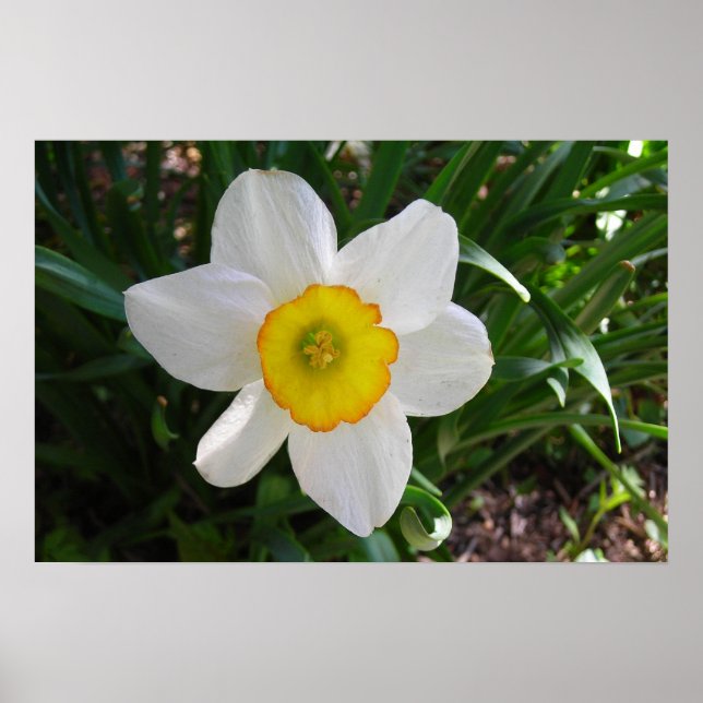 Daffodil Poster (Framsidan)