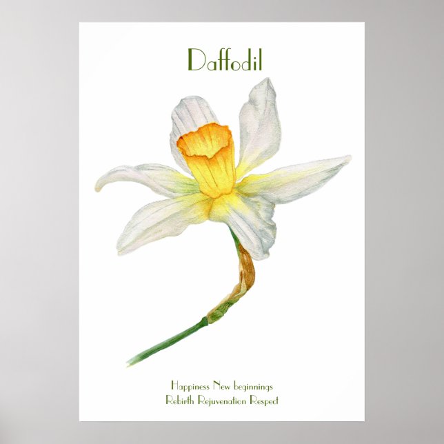 Daffodil Print, Value Poster Pappert (projektionsy (Framsidan)