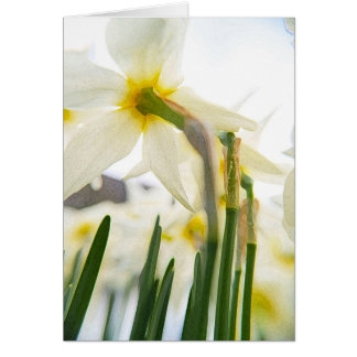 daffodil-publik hälsningskort