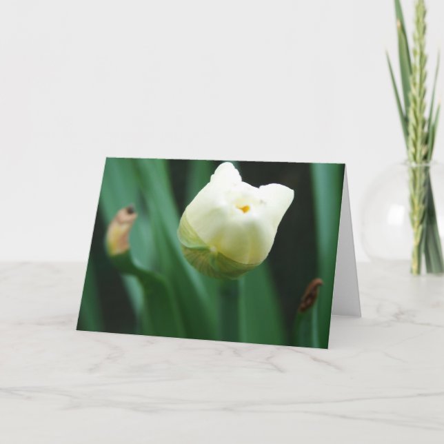 Daffodil-Redo till Bloom Kort (Framsida)