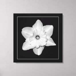 'Daffodil-serien, Bild 2' Canvastryck