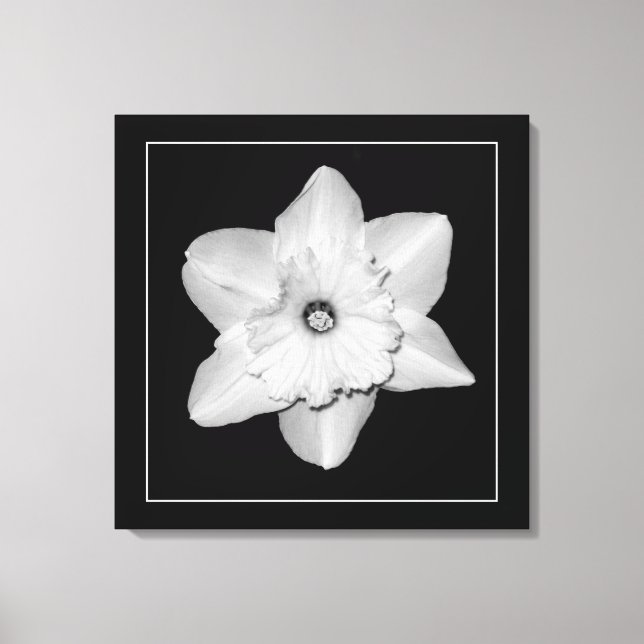 'Daffodil-serien, Bild 2' Canvastryck (Framsida)