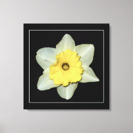 'Daffodil-serien, Bild 3' Insvept Canvastryck