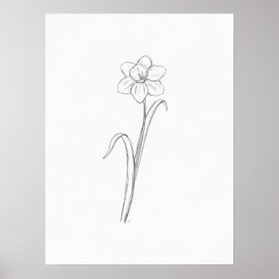 Daffodil Sketch Skriv ut Poster